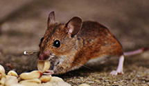 24 Hour & Emergency Exterminators in Glencoe, OH